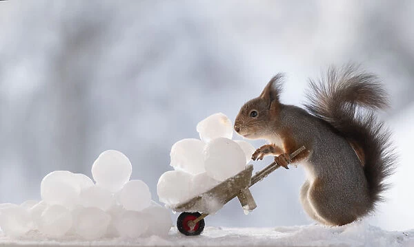 Red squirrel holding an wheelbarrow with ice balls