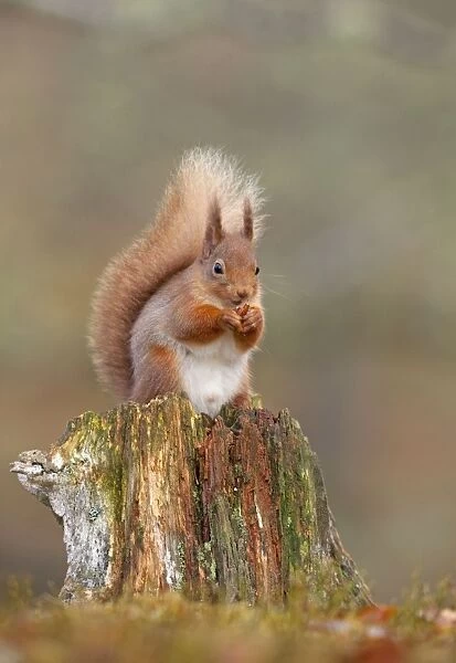 Red Squirrel - sitting on an old stump and eating in woodland - February - Scotland - UK