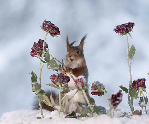 Red squirrel standing between roses