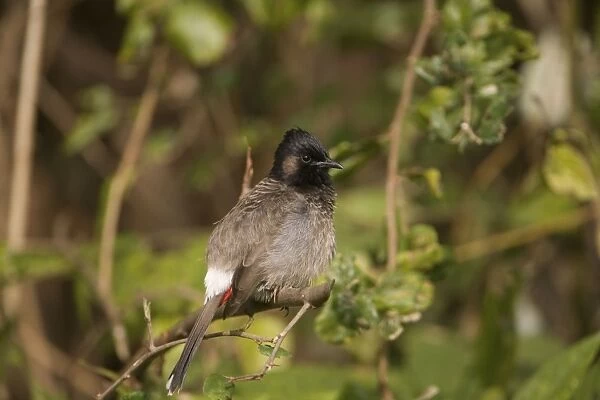 Red-vented Bulbul At Corbett National Park, India