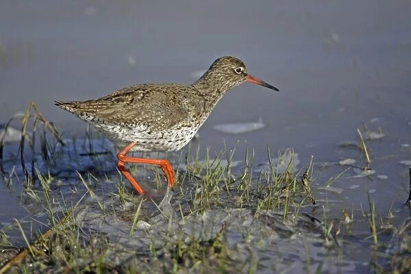 Redshank- searching for food on lake edge, Neusiedler See NP, Austria
