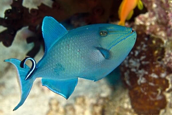 Redtooth  /  Red-toothed Triggerfish - being cleaned by a Cleaner Wrasse (Labroides dimidiatus) - Maldives