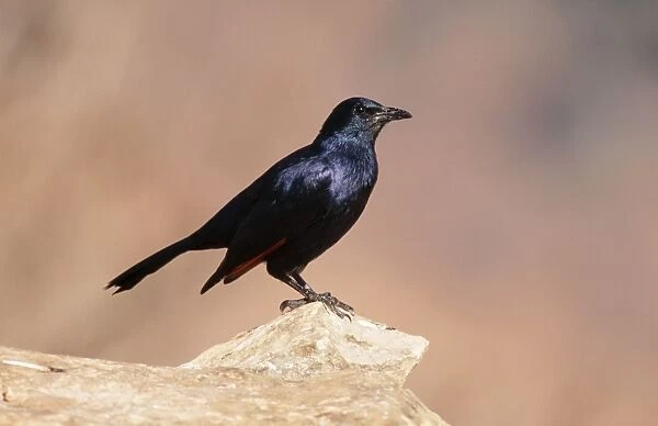 Redwing Starling South Africa