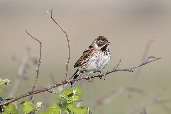 Reed Bunting - Female perched over bramble bushes - Bowesfield Nature Reserve - Cleveland - UK