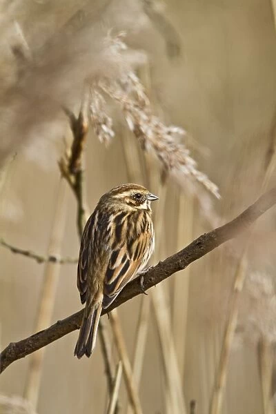Reed Bunting - female in reeds - Norfolk UK 9272