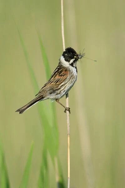 Reed Bunting - male with food in bill, Texel, Holland