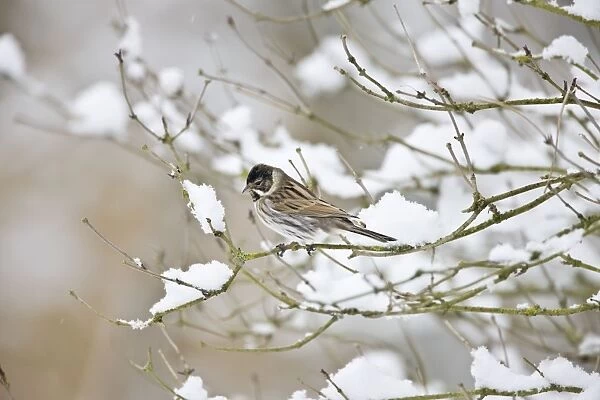 Reed Bunting -Male on snow covered branch - Oxon - UK - February