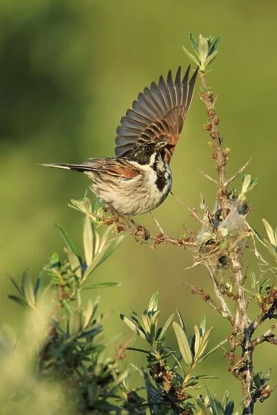 Reed Bunting - male, warding off rival in breeding territory, Texel, Holland