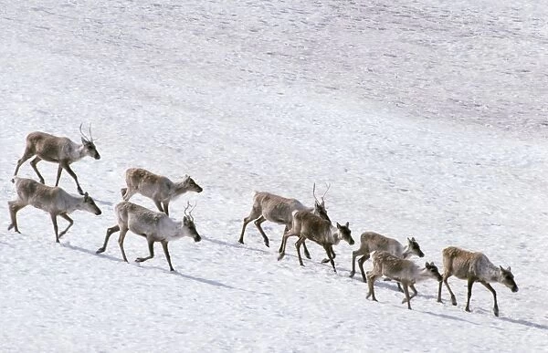 Reindeer Arctic National Wildlife Refuge