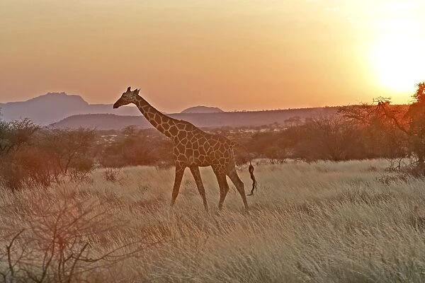 Reticulated Giraffe - at sunset. Samburu National Park - Kenya - Africa
