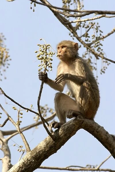 Rhesus Macaque Monkey - female sitting in tree, eating fruit. Bandhavgarh NP, India. Distribution: Afghanistan to northern India and southern China