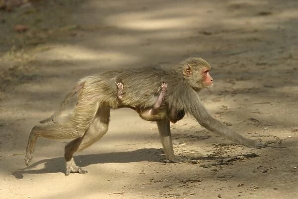 Rhesus Macaque Monkey - female walking, carrying young. Side view. Bandhavgarh NP, India. Distribution: Afghanistan to northern India and southern China