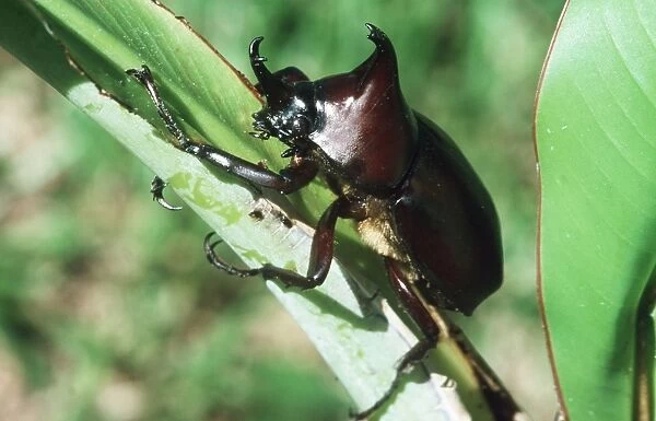 Rhinoceros Beetle Bougainville Island
