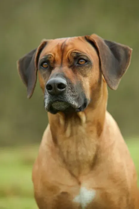 Framed Print : Rhodesian Ridgeback LA-2976 Print by Ardea Framed Print : Rhodesian Ridgeback LA-2976 Print by Ardea