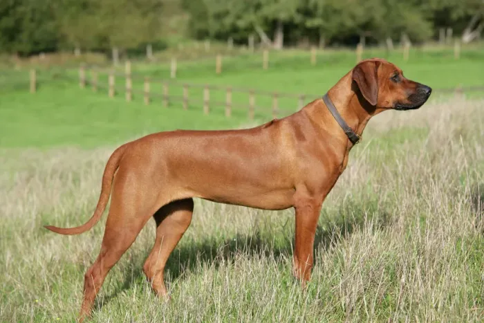 Framed Print : Rhodesian Ridgeback Print JD-18676 by John Daniels Framed Print : Rhodesian Ridgeback Print JD-18676 by John Daniels