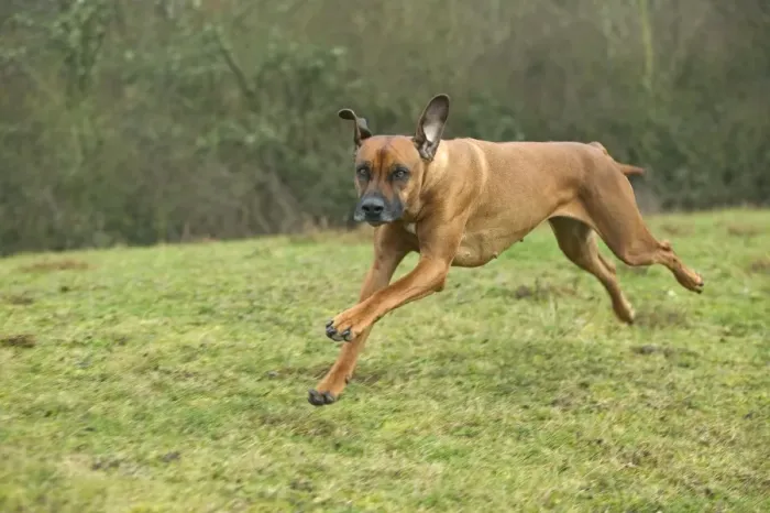 Framed Print : Rhodesian Ridgeback Running Print Framed Print : Rhodesian Ridgeback Running Print