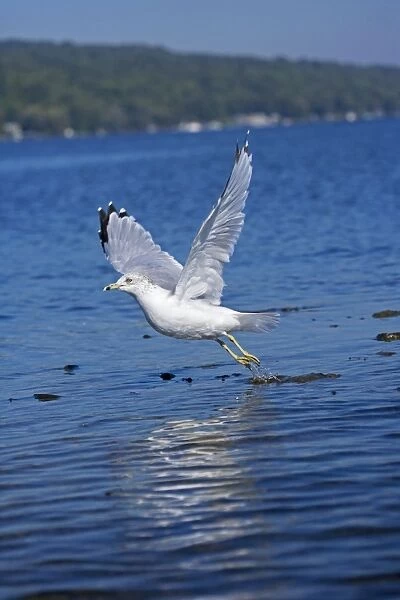 Ring-billed Gull - Adult flying over lake - Most commonly seen gull - especially inland New York - USA
