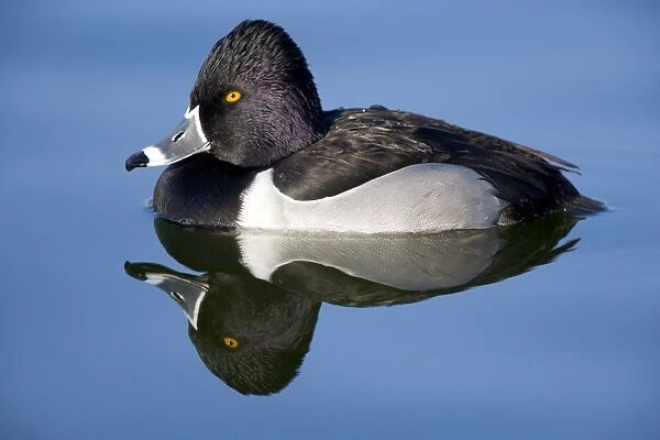 Ring-necked duck - male Breeds in Central and Northern US, southern Canada, Alaska. Winters in southern US, south through Mexico to Guatemala and West Indies