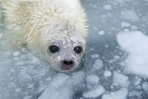 Ring Seal Pup in Ice hole on sea ice Svalbard Arctic