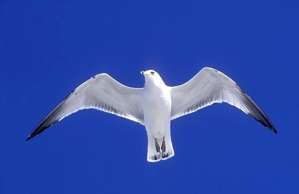 Ringbilled gull in flight against wind, South Carolina coast, USA