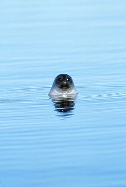 Ringed Seal - Canadian Arctic