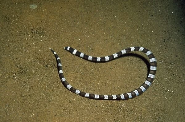Ringed Snake Eel - Indo Pacific - Indonesia
