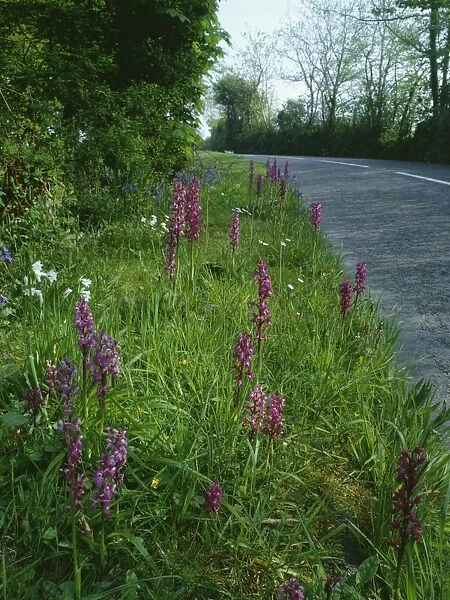 Roadside Flowers - Early Purple Orchids with Bluebells & 3-Cornered Garlic in spring. Lizard, Cornwall, UK