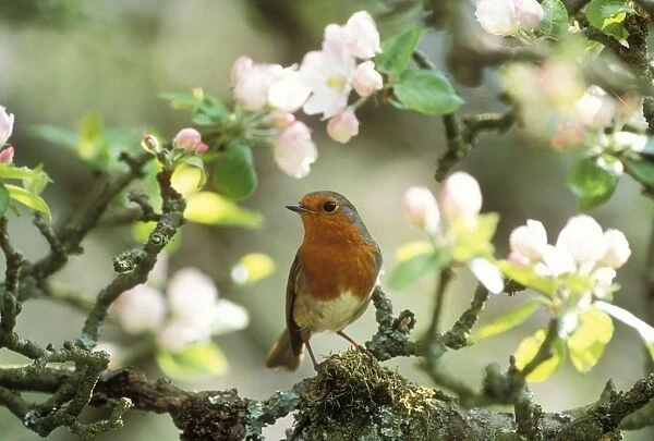 Robin In apple blossom