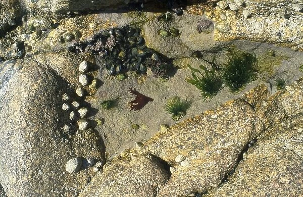 Rock Pool - with limpets, barnacles & seaweed. Cornwall, UK