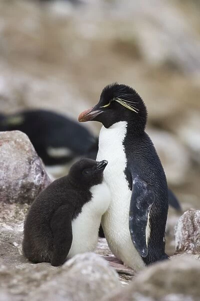 Rockhopper Penguin - Parent and chicks New Island, Falkland Islands