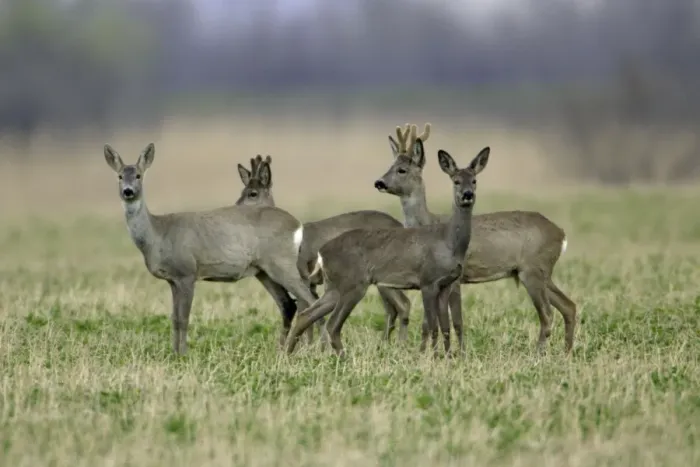 Framed Print : Roe Deer Print - 2 Bucks and 2 Does, Alert Framed Print : Roe Deer Print - 2 Bucks and 2 Does, Alert
