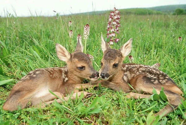 Roe Deer Fawns lying in grassland with wild orchids