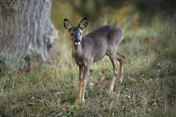 Roe Deer - young animal on alert, Northumberland National Park, England