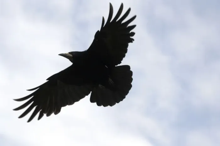 Framed Print : Rook in Flight Print Framed Print : Rook in Flight Print