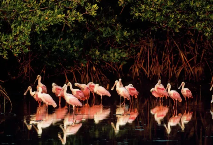Framed Print : Roseate Spoonbill Print (Ajaia ajaja) Framed Print : Roseate Spoonbill Print (Ajaia ajaja)