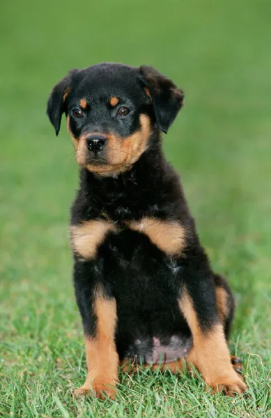 Rotweiller Dog Puppy sitting upright on grass