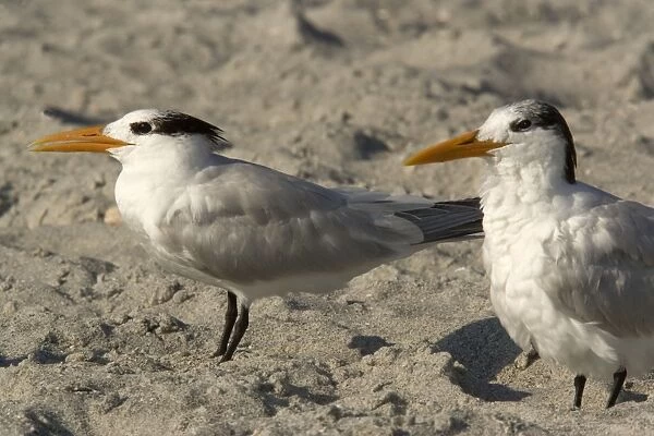 Royal tern, non-breeding plumage. Group on beach