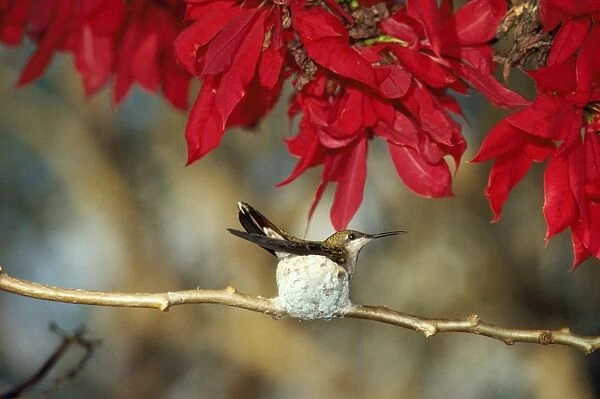 Ruby-topaz Hummingbird - in nest on branch. Amazon, Brazil