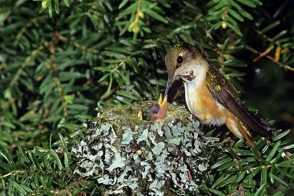 Rufous hummingbird - at nest with chick, Washington, Pacific NW, USA B4463