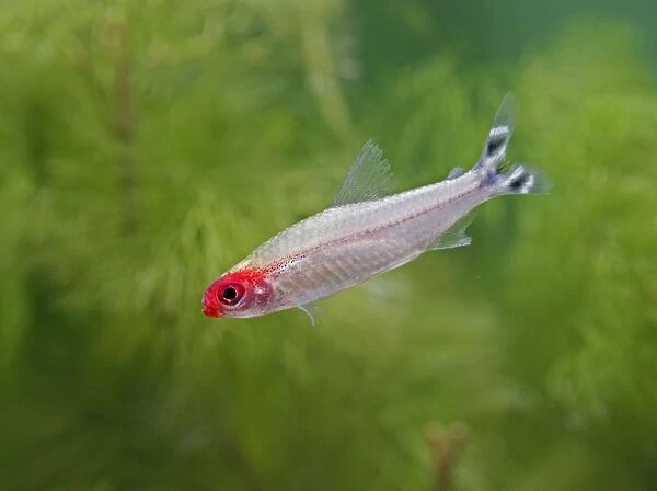 Rummy nose tetra  /  Red nose tetra – side view, tropical freshwater Columbia Brazil 002874