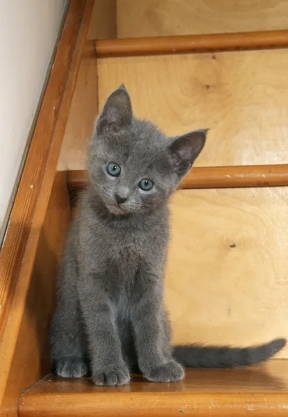 Russian Blue Cat Kitten on stairs