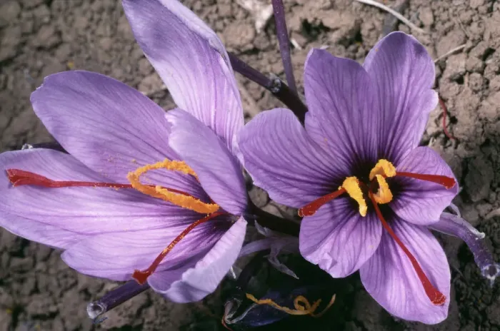 Framed Print : Saffron Crocus Print (Crocus sativus) - Greece