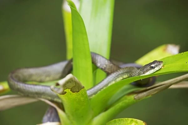 Salmon-bellied Racer  /  Dryad Snake - Costa Rica
