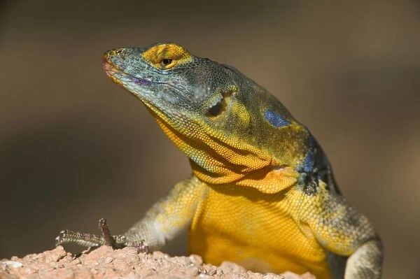 San Lucan Rock Lizard - Native to cape region of Baja California-rock dweller-excellent climber-eats leaves-blossums-berries and insects. USA
