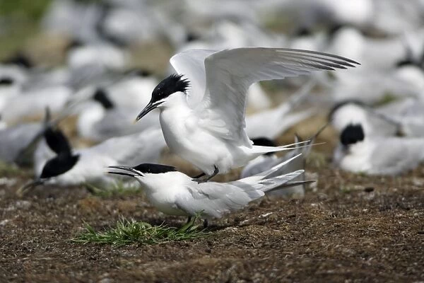 Sandwich Tern-pair mating on edge of nesting colony, Farne Isles, Northumberland UK