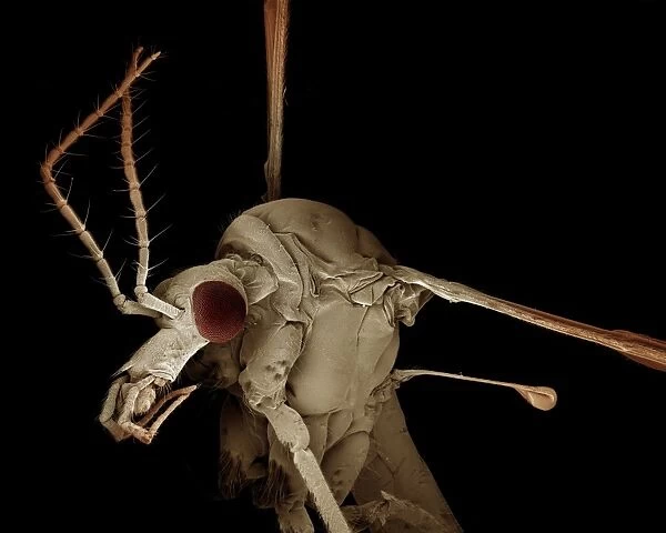 Scanning Electron Micrograph (SEM): Crane Fly  /  ‘Daddy-Long-Legs - Magnification x 30 (if print A4 size: 29. 7 cm wide)