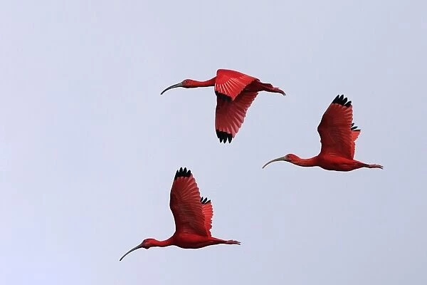 Scarlet Ibis - three in flight. Coro Peninsula - Venezuela