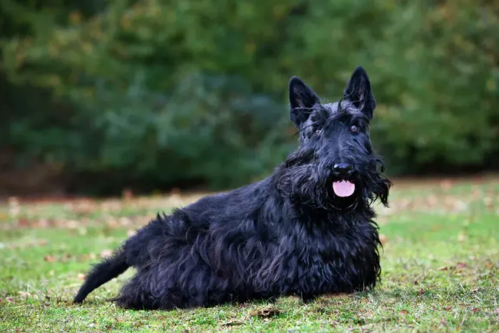 Framed Print : Scottish Terrier Print - ME-2046 Framed Print : Scottish Terrier Print - ME-2046
