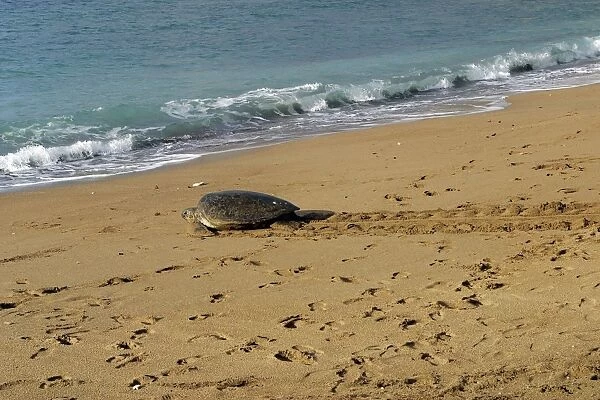 Sea  /  Green Turtle Mayotte Island Indian Ocean
