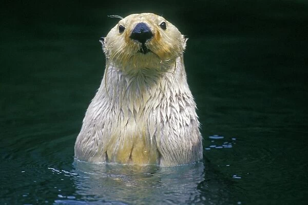 Sea Otter - Close up of head as it appears from water. Mo389